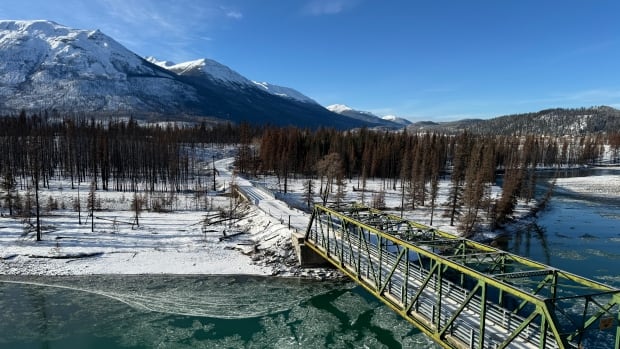 Burned forests in Jasper National Park showing signs of life ahead of winter freeze