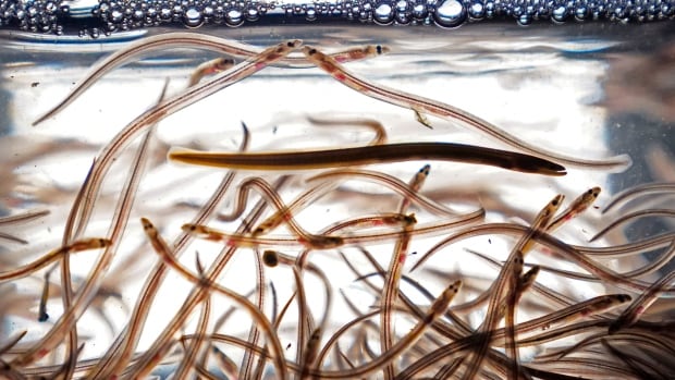 Court won't overturn decision to cut quota from N.S., N.B. elver licence holders