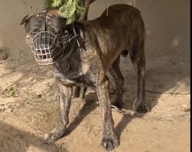 Police seize dogs involved in security guard’s death in Lagos