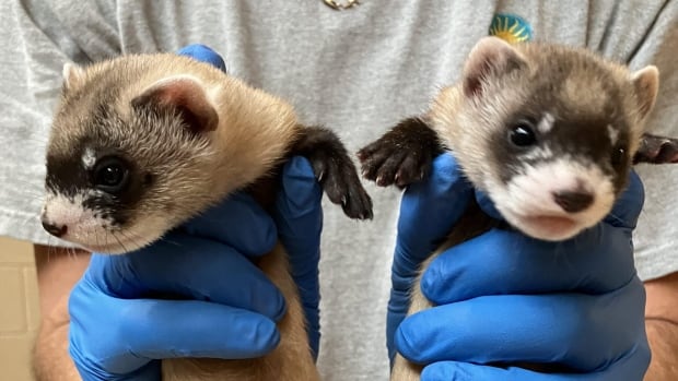 First ferret babies born from a clone bring new hope for their species