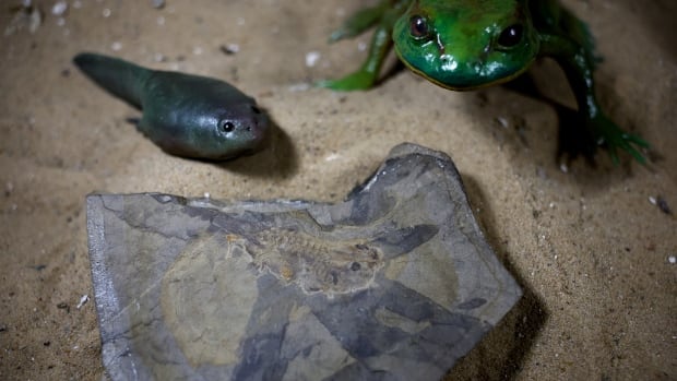 Giant tadpole fossil is the oldest ever discovered