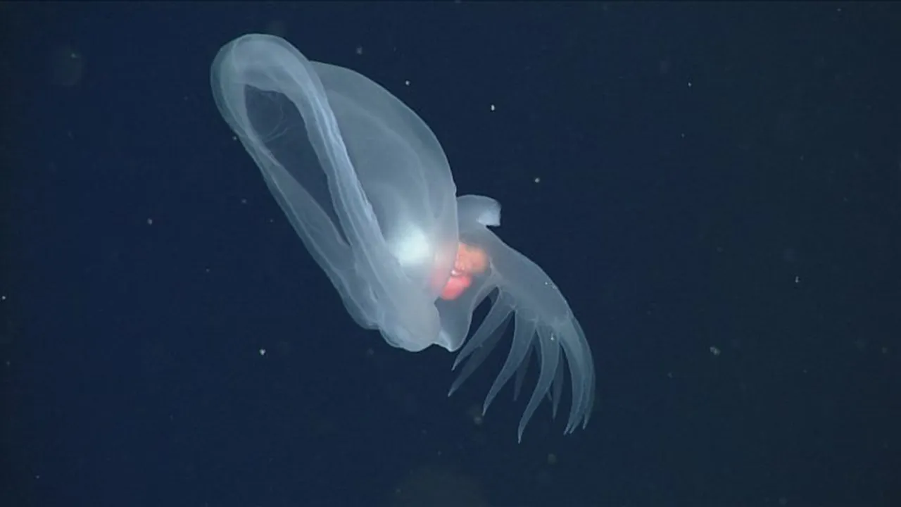 Glowing sea slug nicknamed 'mystery mollusk' discovered in deep ocean