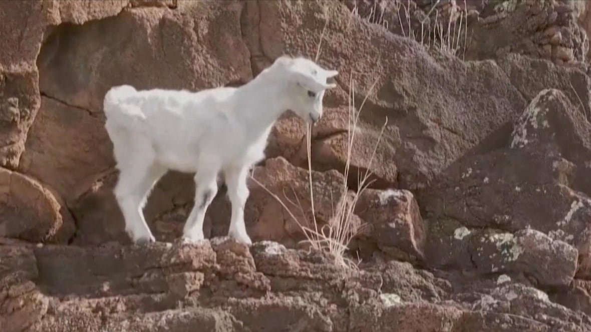 Hikers rescue baby goat stranded on Hawaii cliff for 4 days