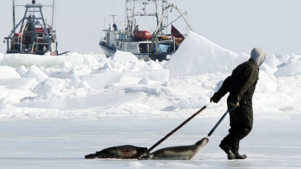 Opposition to seal ban grows within EU, where hunters alliance is optimistic rules will change