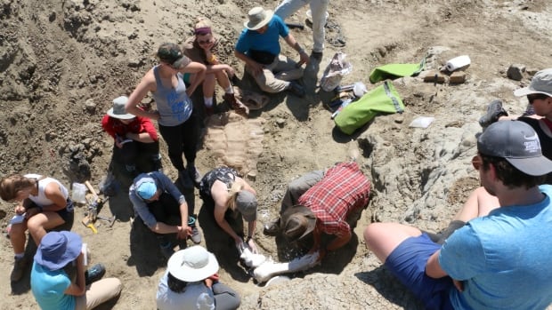 Paleontologists discover Sask.'s 1st fossil specimens of horned centrosaurus