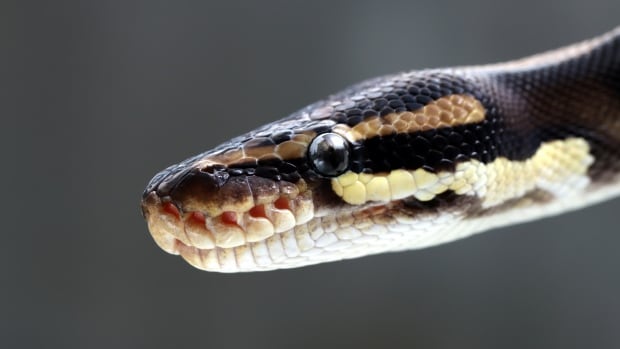 Surprisingly snuggly pythons upend what scientists thought they knew about snakes