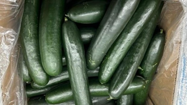 SunFed cucumbers sold in U.S. and Canada recalled due to salmonella risk