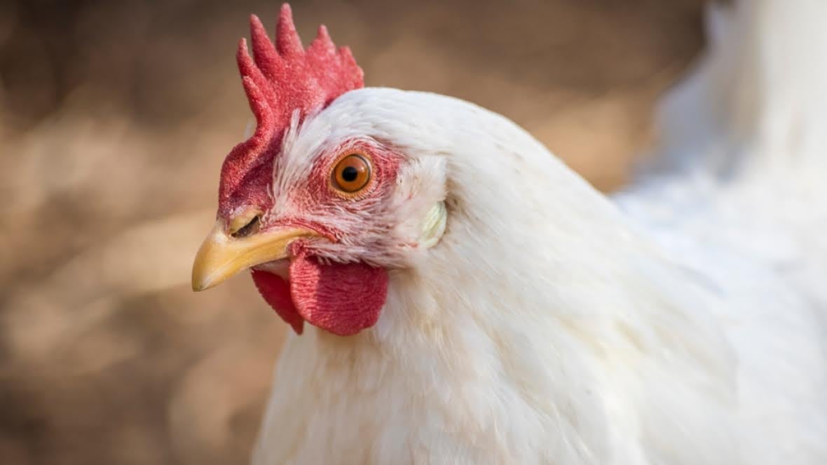 What’s the potential for avian flu to infect humans — and can we handle it?