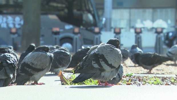 Birth control for birds? Toronto is betting on it with new feeder to control pigeon population