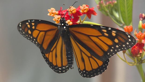 Canadian monarch enthusiasts, experts welcome possible new protections for butterfly in U.S.