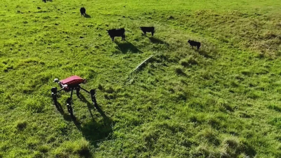 Could this AI-powered robot revolutionize cattle farming?