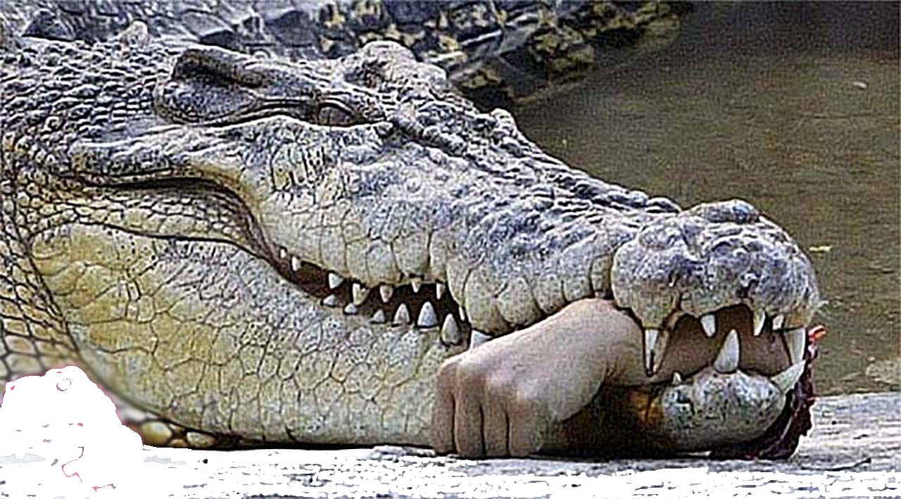 Crocodile attack