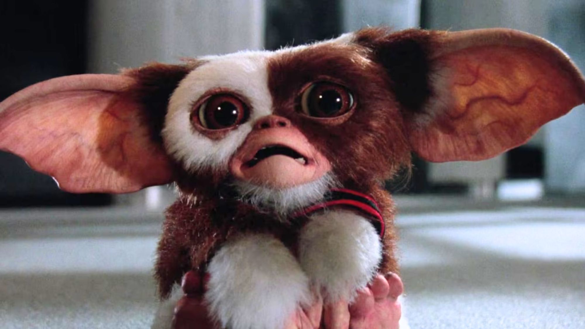 Gizmo in Gremlins