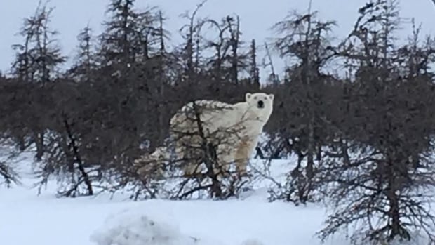 Man injured protecting wife from polar bear in northern Ontario, police say