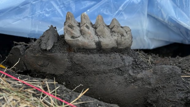 Mastodon teeth found in couple's backyard may shed light on New York's Ice Age