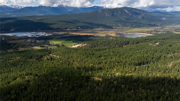 New conservation area announced for Rocky Mountain Trench in B.C.