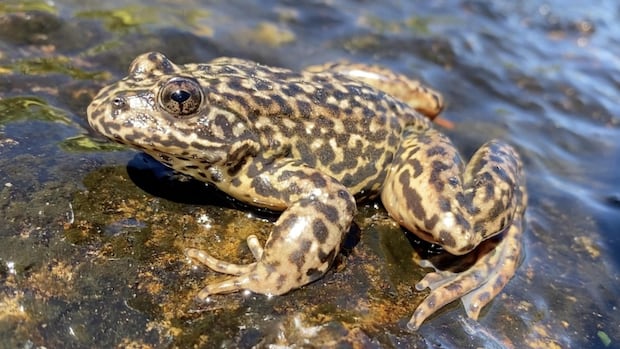 Survivors of a frog 'pandemic' could hold the key to species survival