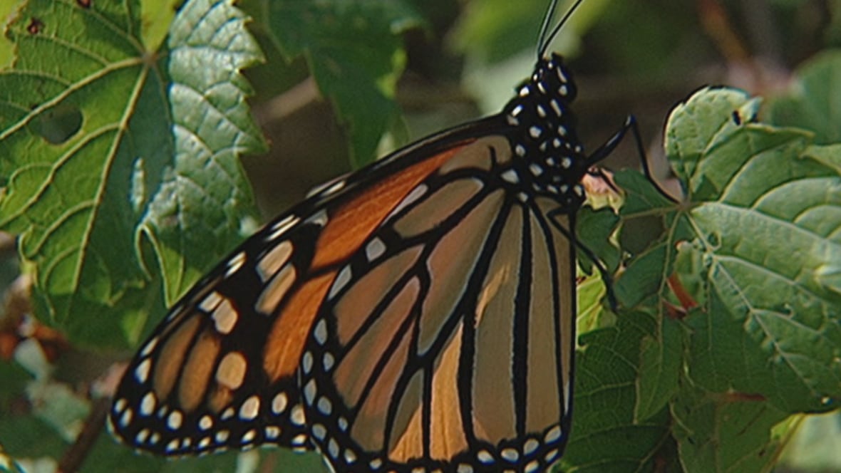 There's a new proposal to protect monarch butterflies. Advocates say it's a much-needed move