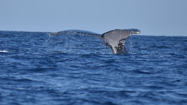 This whale made an epic trek across 3 oceans — possibly for the ladies