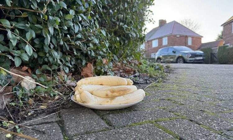 Confusion as mysterious banana plates appear monthly at UK ‘junction’