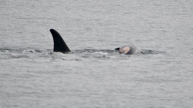 Famous orca mother carrying body of another dead calf in act of grief: researchers