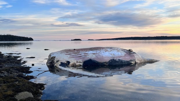 Far from dead in the water, N.S. sanctuary hopes whales arrive in 2025