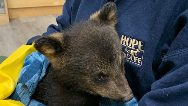 N.S. wildlife sanctuary welcomes changes to bear rehabilitation policies happening this year