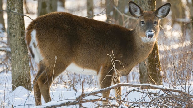 Richmond County seeks cull for rising deer population