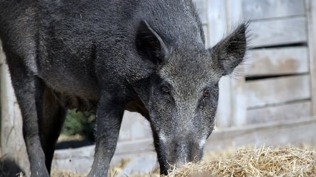 Sask. won't get any new wild boar farms, but expert says population still out of control