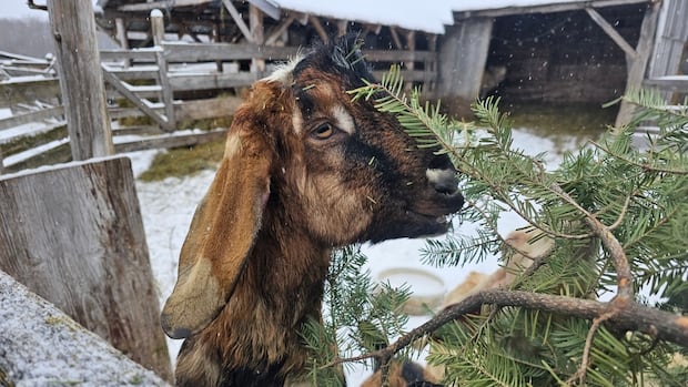 Western Quebec goats get old Christmas trees as tasty holiday treat